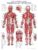 The Anatomical Male Muscular System Anatomical Chart